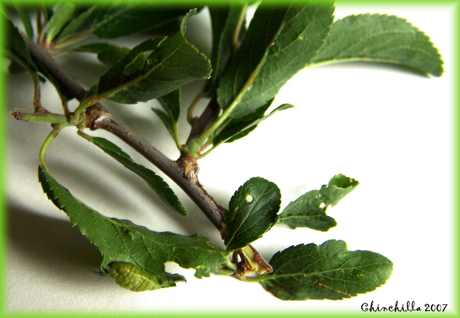 Brachycaudus prunicola 